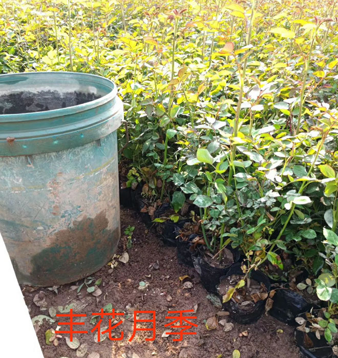 豐花月季