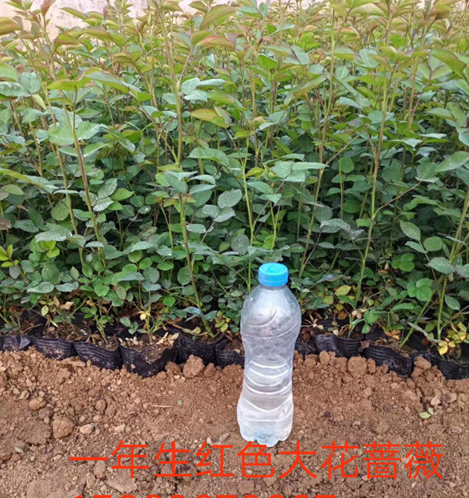 大花薔薇