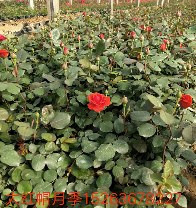 大紅帽月季