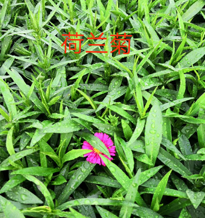 荷蘭菊