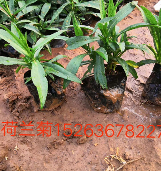 荷蘭菊