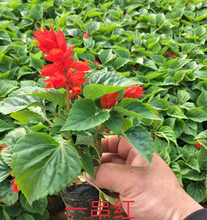 一串紅